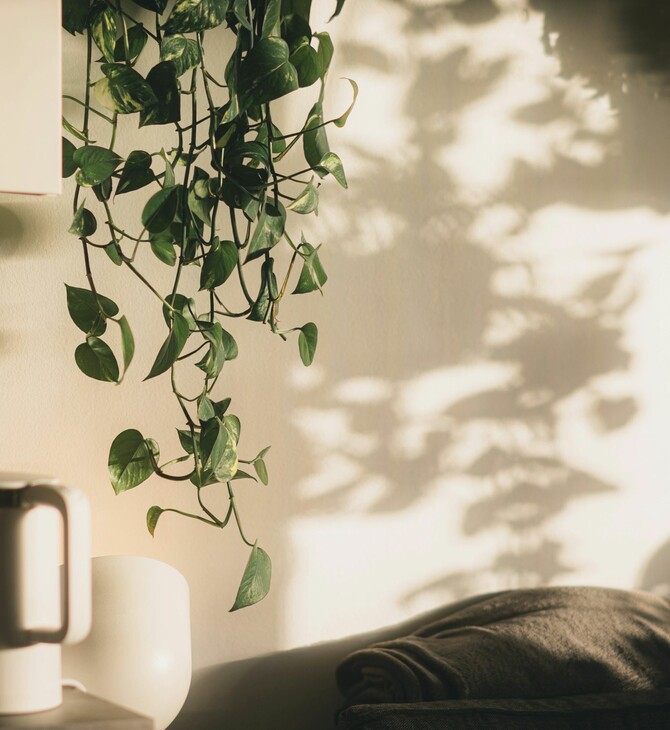 ΦΥΤΑ ΕΣΩΤΕΡΙΚΟΥ ΧΩΡΟΥ ΟΦΕΛΗ