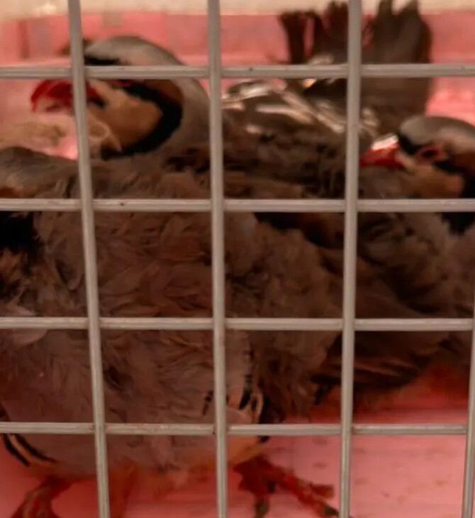 ΑΜΠΕΛΟΚΗΠΟΙ ΠΑΡΑΝΟΜΟ ΜΑΝΤΡΙ ΕΦΕΤ CEO ΕΤΑΙΡΕΙΑΣ