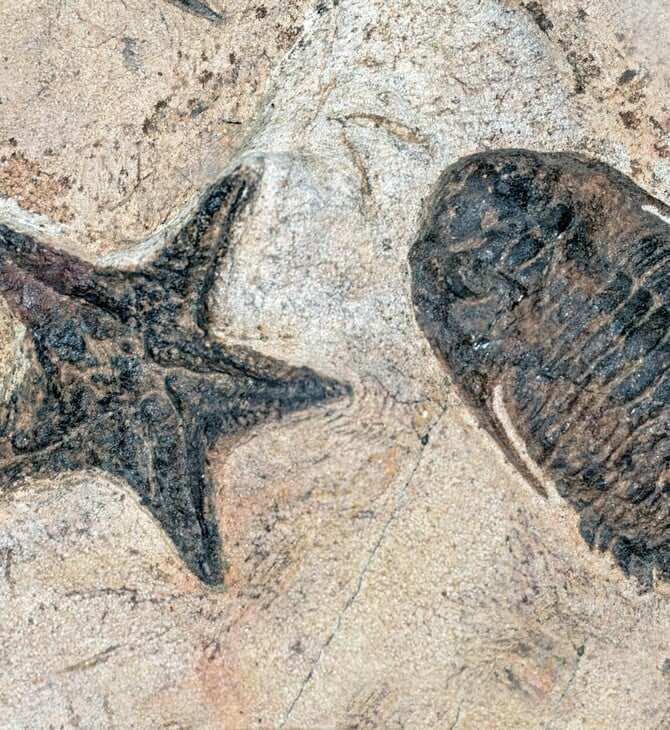 ΑΠΟΛΙΘΩΜΑ ΑΡΑΧΝΕΣ ΣΚΟΡΠΙΟΙ