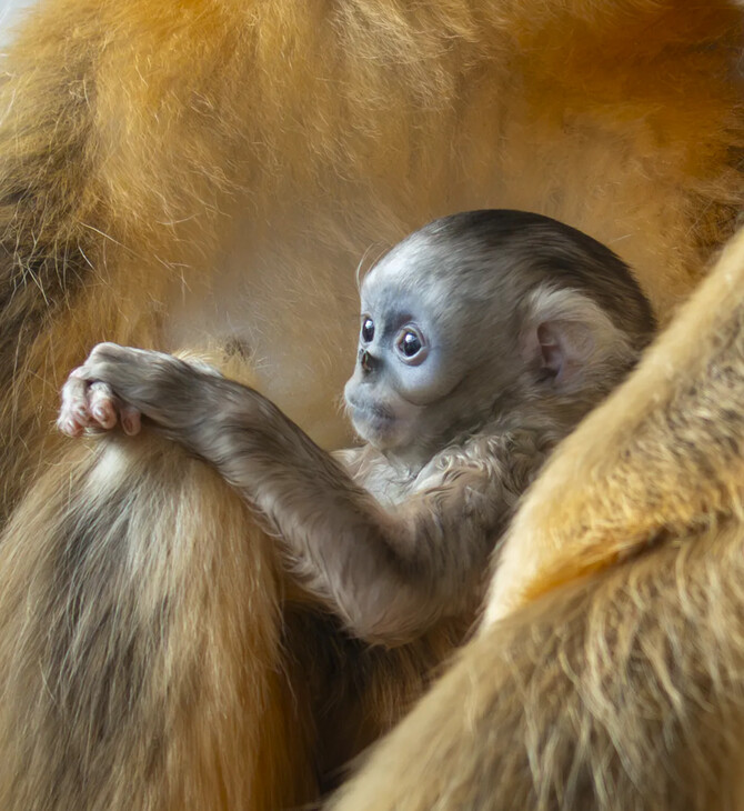 ΒΕΛΓΙΟΣ ΧΡΥΣΟΡΡΥΓΧΟΣ ΠΙΘΗΚΟΣ