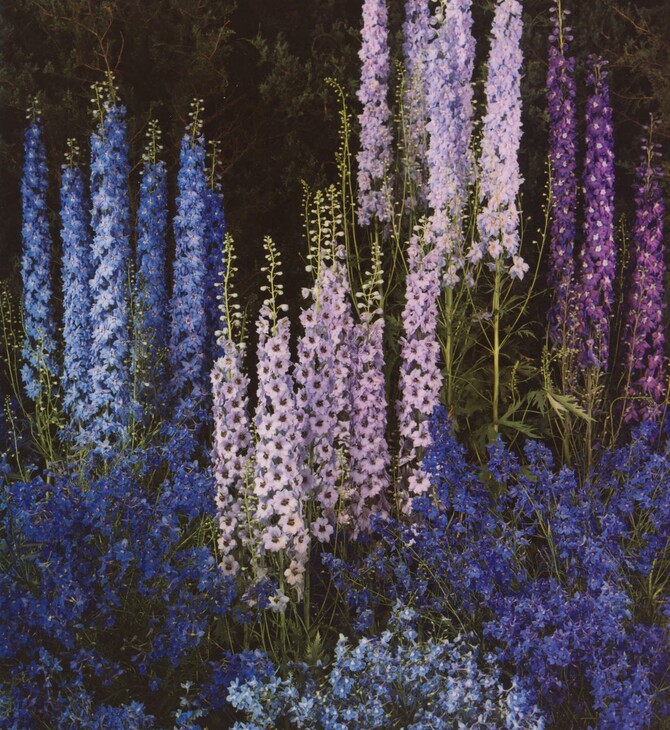 Θέλω να δεις τα λουλούδια όπως τα βλέπω εγώ 