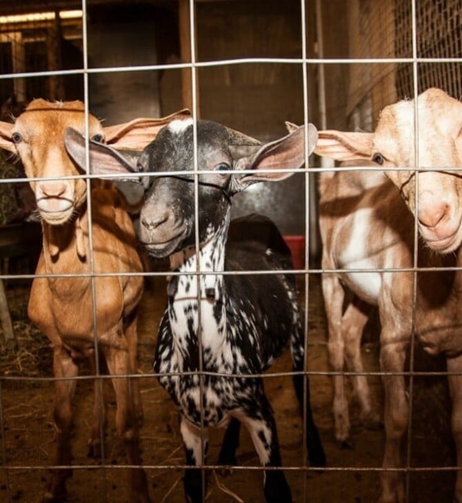 Μαντρί στον 16ο όροφο: Τι επιτρέπει και τι απαγορεύει ο νόμος