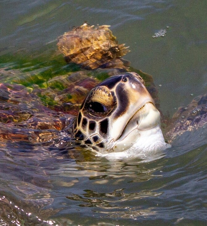 ΗΠΑ ΚΟΛΠΟΣ ΤΟΥ ΜΕΞΙΚΟΥ ΑΠΕΙΛΟΥΜΕΝΑ ΕΙΔΗ