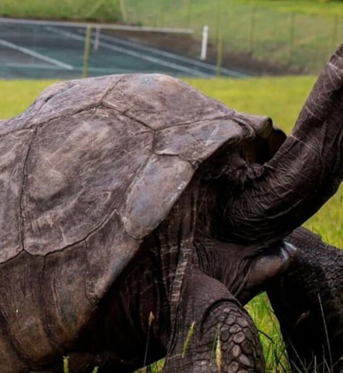 ΧΕΛΩΝΑ ΑΠΑΤΗ ΚΡΥΠΤΟΝΟΜΙΣΜΑΤΑ
