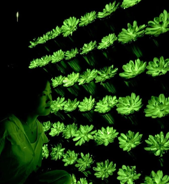 ΚΙΝΑ ΕΠΙΣΤΗΜΟΝΕΣ ΦΥΤΑ ΦΩΣ