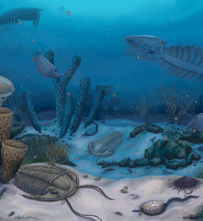 ΕΞΕΛΙΞΗ ΜΕΛΕΤΗ ΖΩΑ