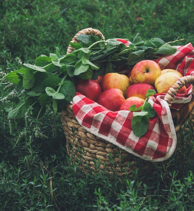ΦΥΤΙΚΕΣ ΙΝΕΣ ΠΟΤΕ