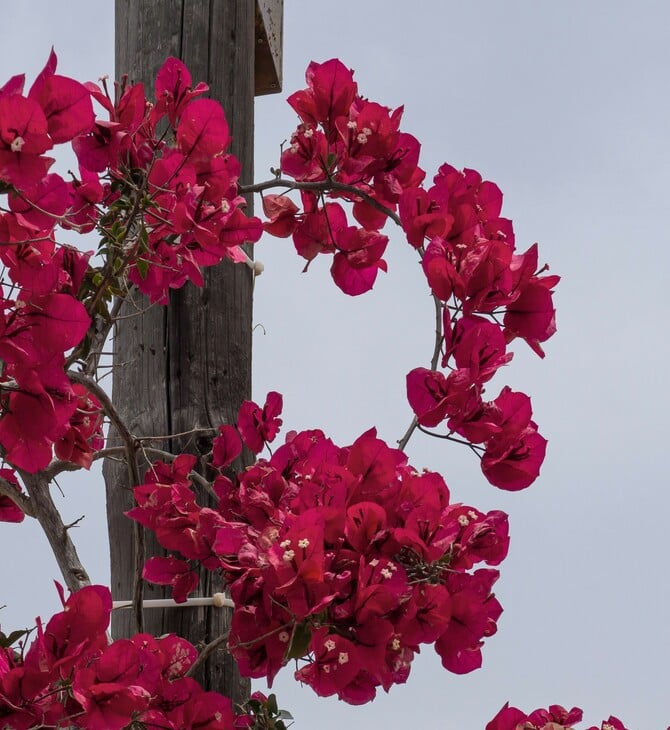 ΚΑΙΡΟΣ ΜΕΓΑΛΗ ΕΒΔΟΜΑΔΑ ΠΑΣΧΑ