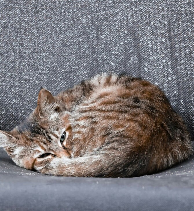 ΠΑΓΚΟΣΜΙΑ ΗΜΕΡΑ ΑΔΕΣΠΟΤΩΝ ΖΩΩΝ ΣΗΜΕΡΑ