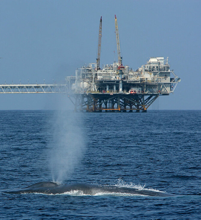 ΦΑΛΑΙΝΑ ΝΤΟΝΑΛΝΤ ΤΡΑΜΠ ΠΕΡΙΒΑΛΛΟΝ ΑΠΕΙΛΟΥΜΕΝΟ ΕΙΔΟΣ