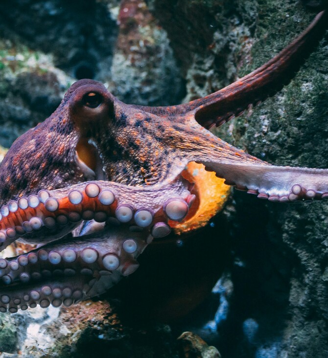 ΧΤΑΠΟΔΙ ΠΡΟΓΕΣΤΕΡΩΝΗ ΠΛΟΚΑΜΙ