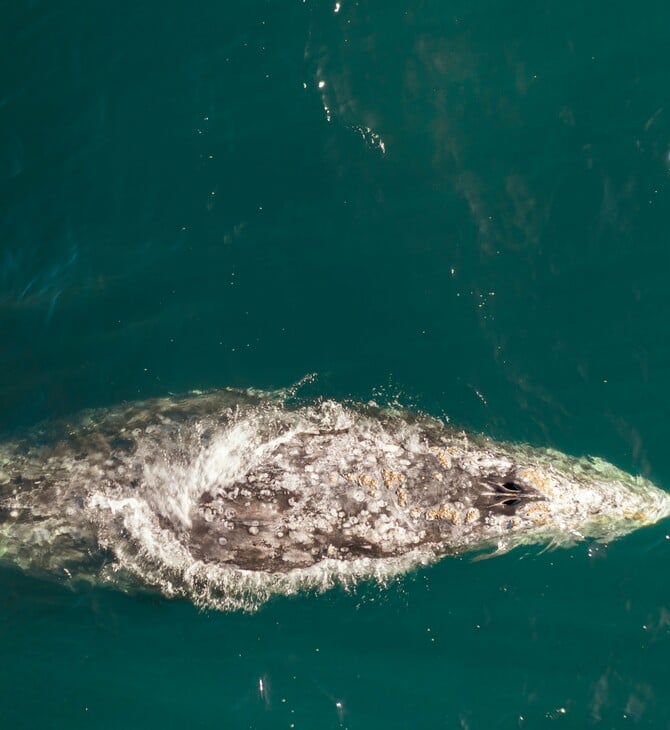 ΦΑΛΑΙΝΑ ΗΠΑ ΟΥΑΣΙΝΓΚΤΟΝ