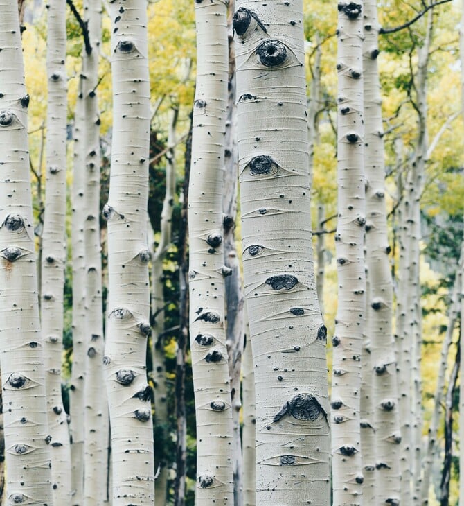 ΝΕΑΝΤΕΡΤΑΛ ΚΟΛΛΩΔΗΣ ΟΥΣΙΑ ΑΝΤΙΒΑΚΤΗΡΙΑΚΟ ΦΑΡΜΑΚΟ