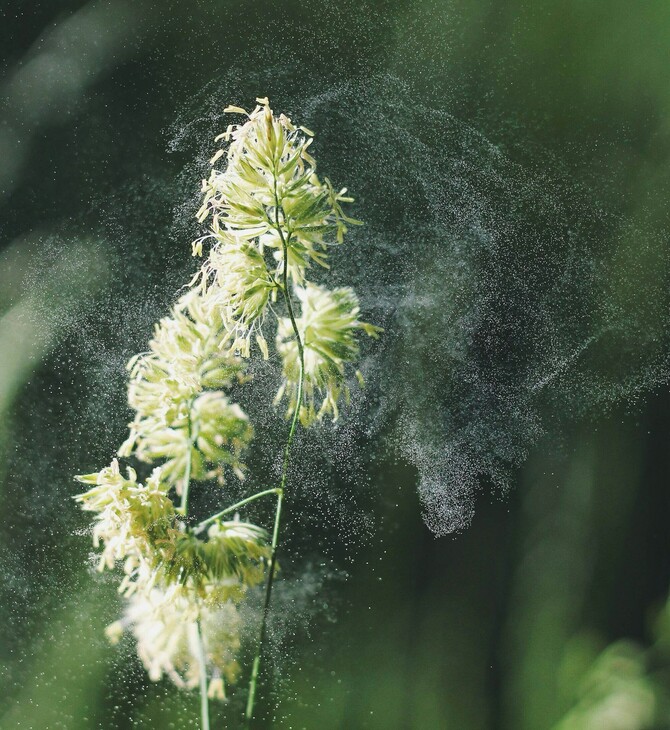 ΓΥΡΗ ΑΛΛΕΡΓΙΑ ΑΛΛΕΡΓΙΕΣ