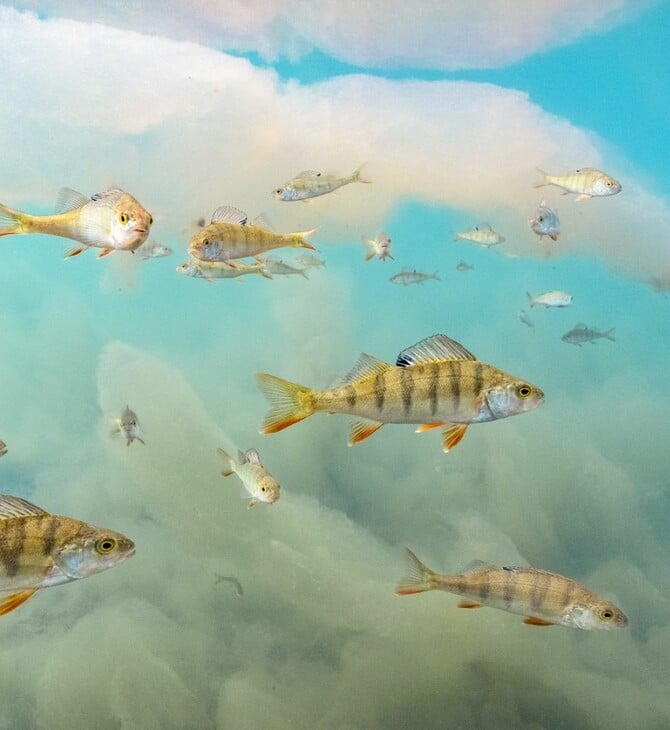 ΦΩΤΟΓΡΑΦΙΑ ΦΙΝΛΑΝΔΙΑ ΨΑΡΙΑ