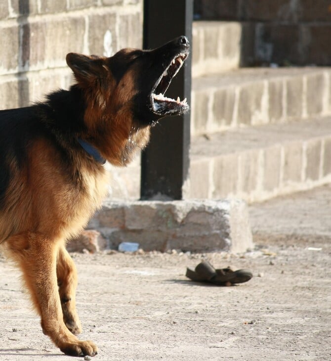 ΠΕΙΡΑΙΑΣ ΣΚΥΛΟΣ ΕΠΙΘΕΣΗ ΠΑΙΔΙ ΝΟΣΟΚΟΜΕΙΟ ΤΡΑΥΜΑΤΙΣΜΟΣ