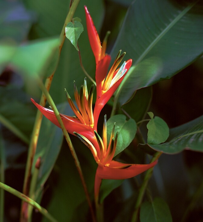 Η βία που γεννά η ομορφιά Ή Φρίκη στον Παράδεισο