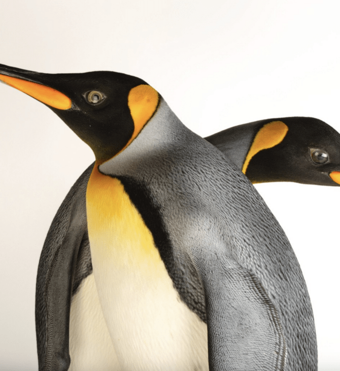 Οι αυτοκρατορικοί πιγκουίνοι θεωρούνται πλέον απειλούμενο είδος