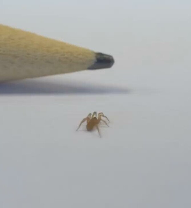 ΑΡΑΧΝΗ ΙΣΠΑΝΙΑ