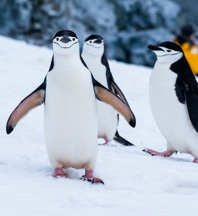 ΠΙΓΚΟΥΙΝΟΙ ΠΑΝΤΟΤΙΝΑ ΧΗΜΙΚΑ 