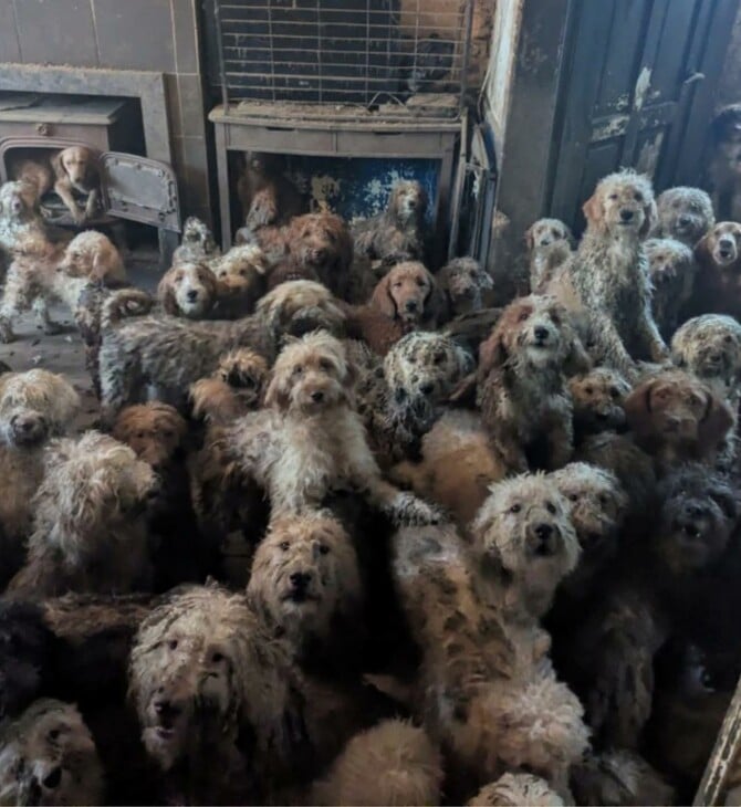 ΣΚΥΛΙΑ ΦΙΛΟΖΩΙΚΗ ΟΡΓΑΝΩΣΗ ΗΝΩΜΕΝΟ ΒΑΣΙΛΕΙΟ 