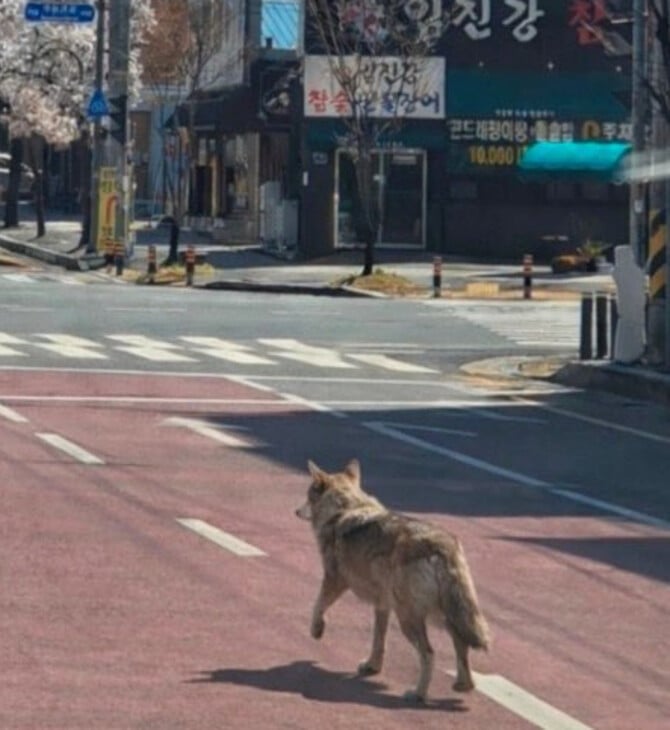 ΝΟΤΙΑ ΚΟΡΕΑ ΠΟΛΗ ΣΤΡΑΤΟΣ
