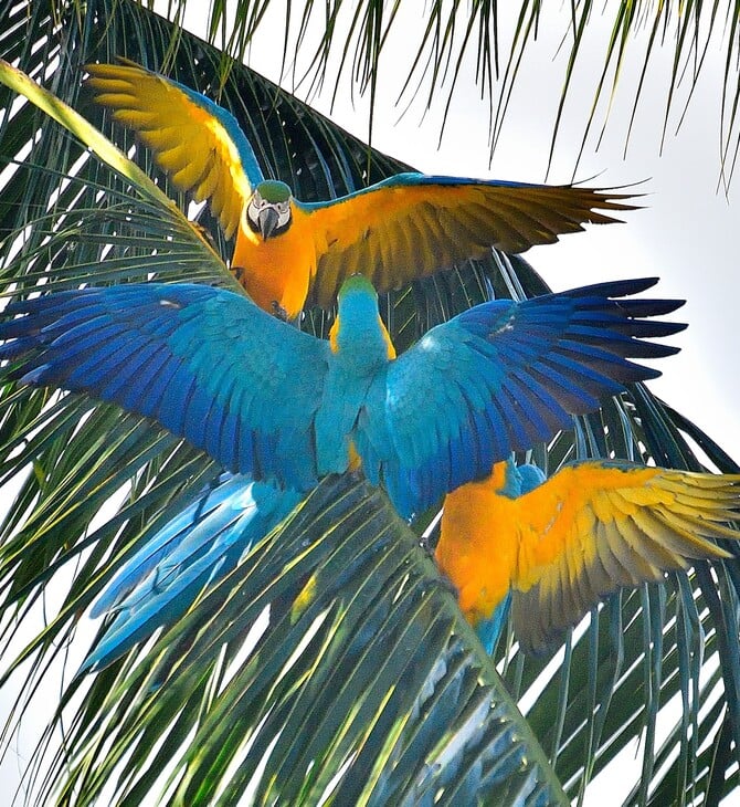 Βραζιλία: Οι κυανόχρυσοι μακάο επέστρεψαν στο Ρίο μετά από 200 χρόνια