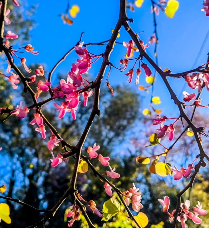 ΚΥΡΙΑΚΗ ΘΩΜΑ 2026 ΠΟΤΕ ΠΕΦΤΕΙ