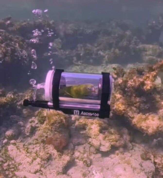 ΠΑΠΑΓΑΛΟΣ ΚΑΤΑΔΥΣΗ