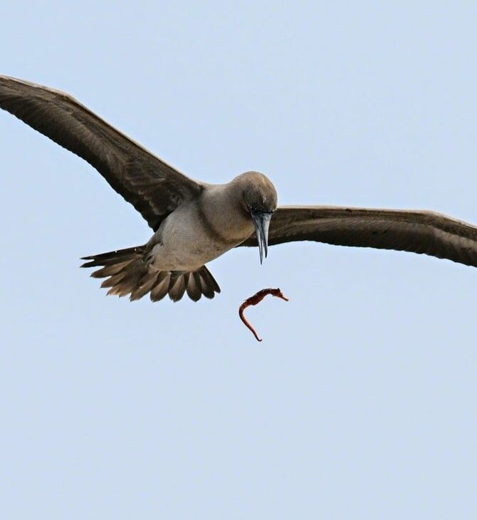ΣΠΑΝΙΟ ΣΤΙΓΜΙΟΤΥΠΟ ΠΤΗΝΟ NATIONAL GEOGRAPHIC