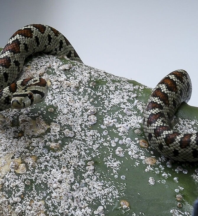 ΣΥΡΟΣ ΔΑΓΚΩΜΑ ΟΧΙΑ ΦΙΔΙ 13ΧΡΟΝΟΣ