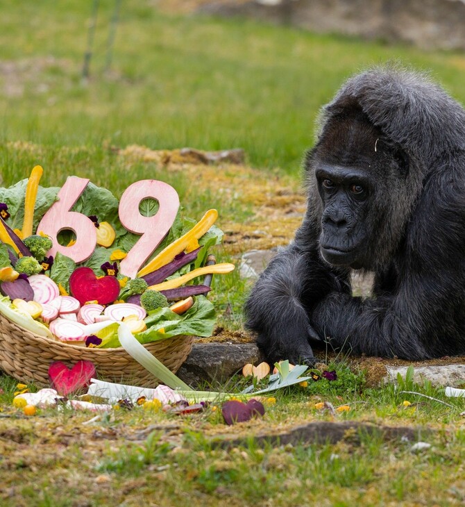 ΓΟΡΙΛΑΣ ΦΑΤΟΥ ΒΕΡΟΛΙΝΟ ΡΕΚΟΡ