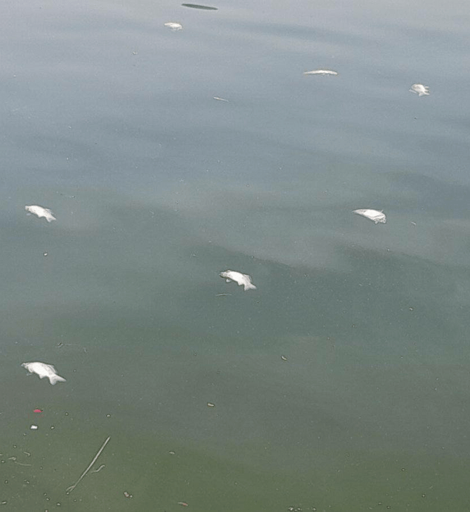 ΝΕΚΡΑ ΨΑΡΙΑ ΛΙΜΝΗ ΠΑΜΒΩΤΙΔΑ