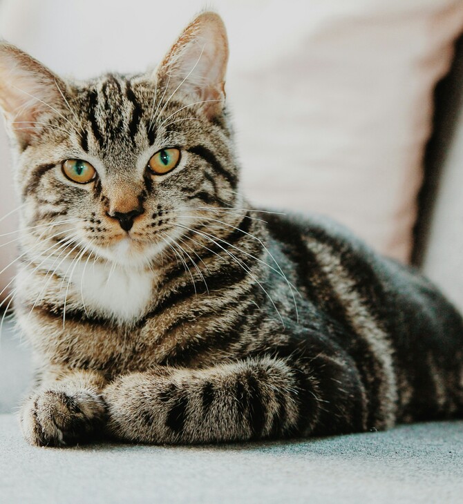 ΒΡΕΤΑΝΙΑ ΓΑΤΕΣ ΚΑΤΟΙΚΙΔΙΑ ΨΥΛΛΟΙ ΦΑΡΜΑΚΑ