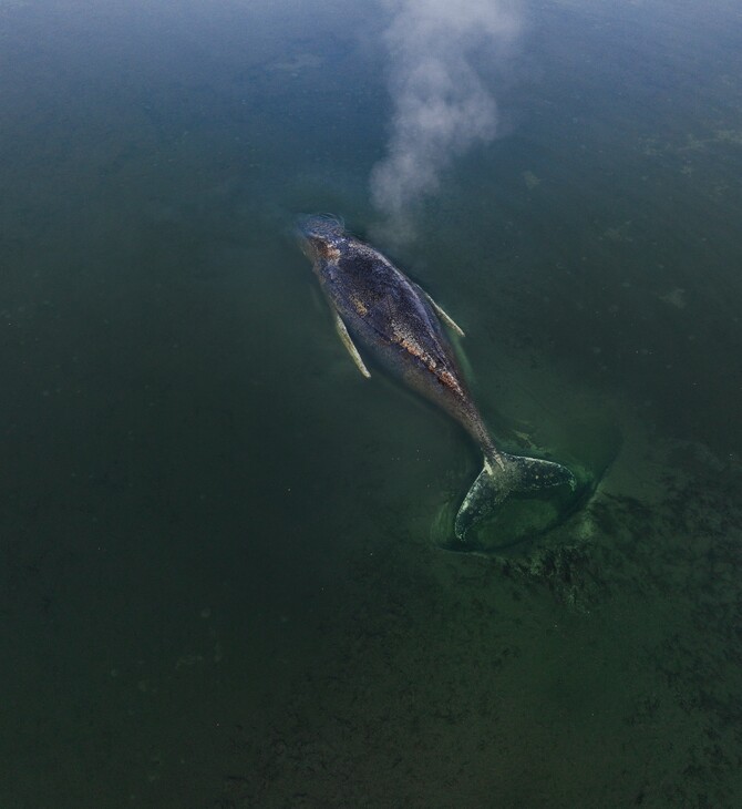 ΜΕΓΑΠΤΕΡΗ ΦΑΛΑΙΝΑ ΓΕΡΜΑΝΙΚΕΣ ΑΚΤΕΣ