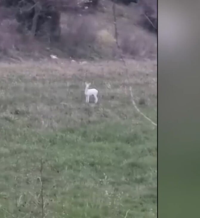 ΗΜΑΘΙΑ ΖΑΡΚΑΔΙ ΑΛΜΠΙΝΙΣΜΟΣ