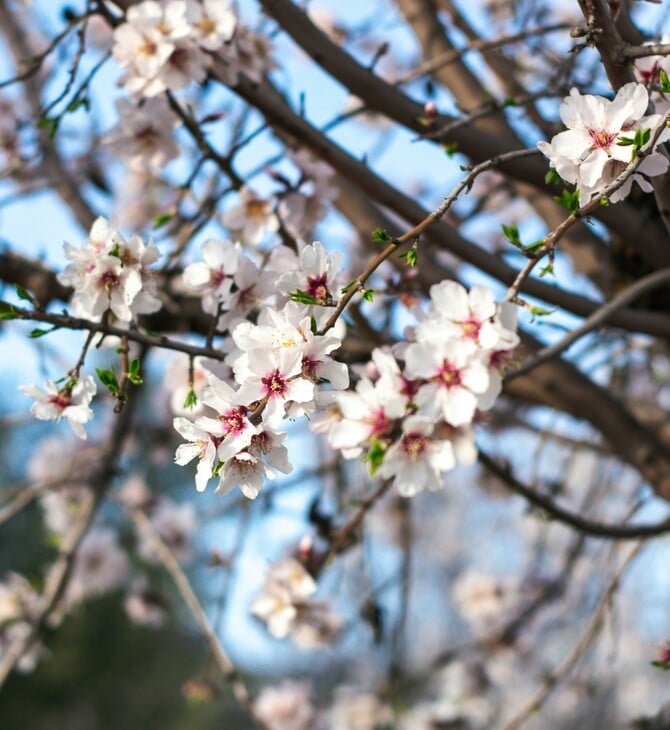 ΚΑΙΡΟΣ ΑΝΟΙΞΗ ΑΦΡΙΚΑΝΙΚΗ ΣΚΟΝΗ