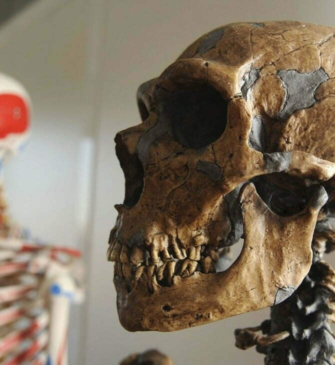 ΜΕΛΕΤΗ ΕΞΕΛΙΞΗ ΑΝΘΡΩΠΟΥ HOMO SAPIENS