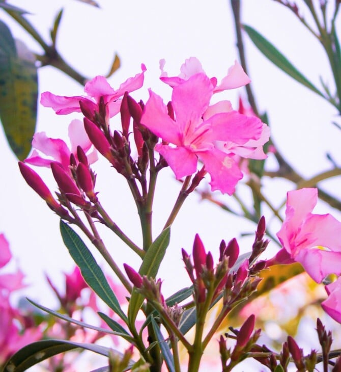 ΠΙΚΡΟΔΑΦΝΗ ΣΧΟΛΕΙΑ ΠΑΙΔΙΑ ΚΙΝΔΥΝΟΣ ΔΗΛΗΤΗΡΙΑΣΗ