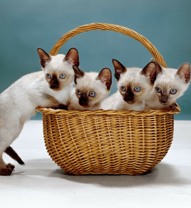 Οι γάτες μπαίνουν πάντα πρώτες