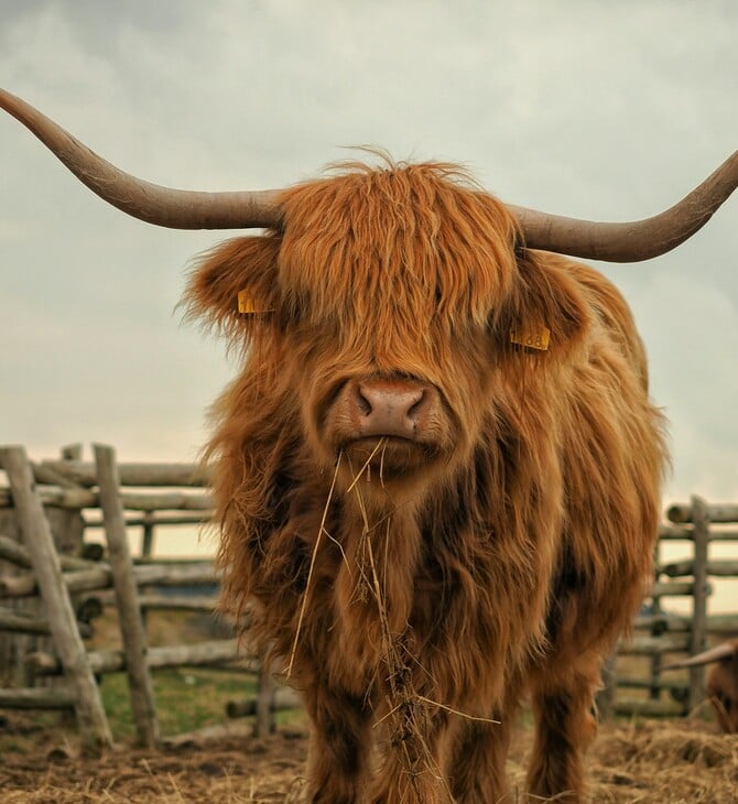 ΑΓΕΛΑΔΕΣ ΚΤΗΝΟΤΡΟΦΟΣ ΒΡΕΤΑΝΙΑ TIKTOK TIKTOKERS