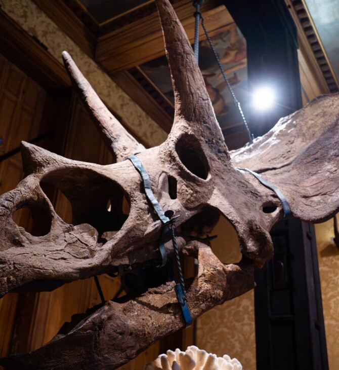 ΑΜΣΤΕΡΝΤΑΝ ΔΕΙΝΟΣΑΥΡΟΙ ΕΚΘΕΣΗ ΤΕΧΝΗ