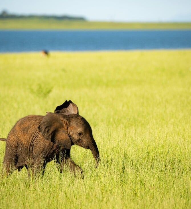 ΕΛΕΦΑΝΤΑΣ ΜΗΤΕΡΑ ΠΑΙΔΙ ΜΩΡΟ ΗΠΑ ΖΩΟΛΟΓΙΚΟΣ ΚΗΠΟΣ