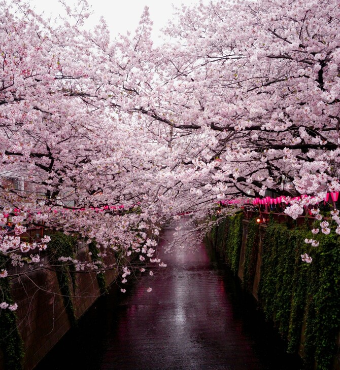 ΙΑΠΩΝΙΑ ΚΕΡΑΣΙΕΣ ΑΡΧΕΙΟ