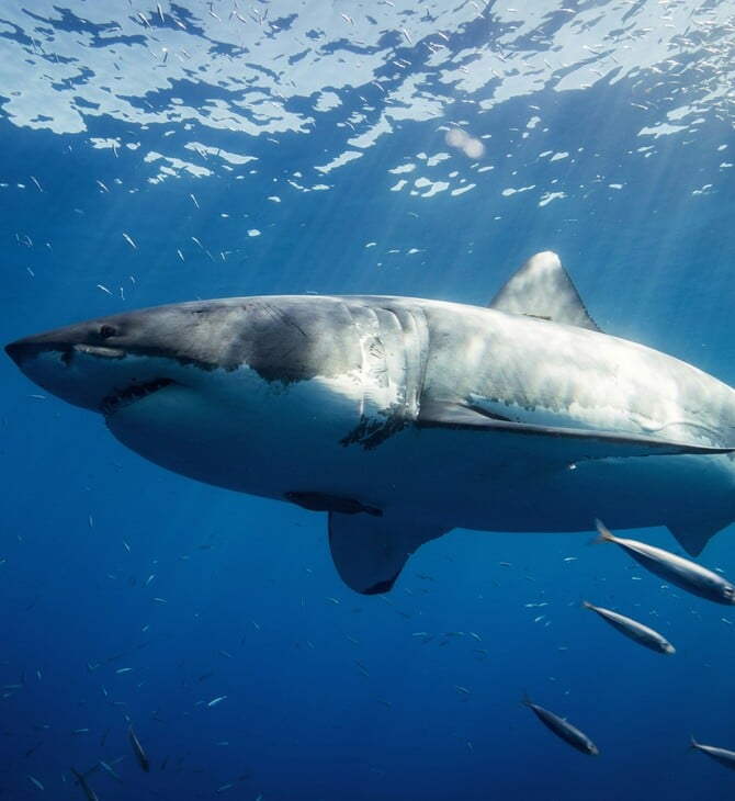 ΚΑΡΧΑΡΙΕΣ ΝΟΤΙΑ ΑΦΡΙΚΗ ΕΞΑΦΑΝΙΣΗ ΟΡΚΕΣ