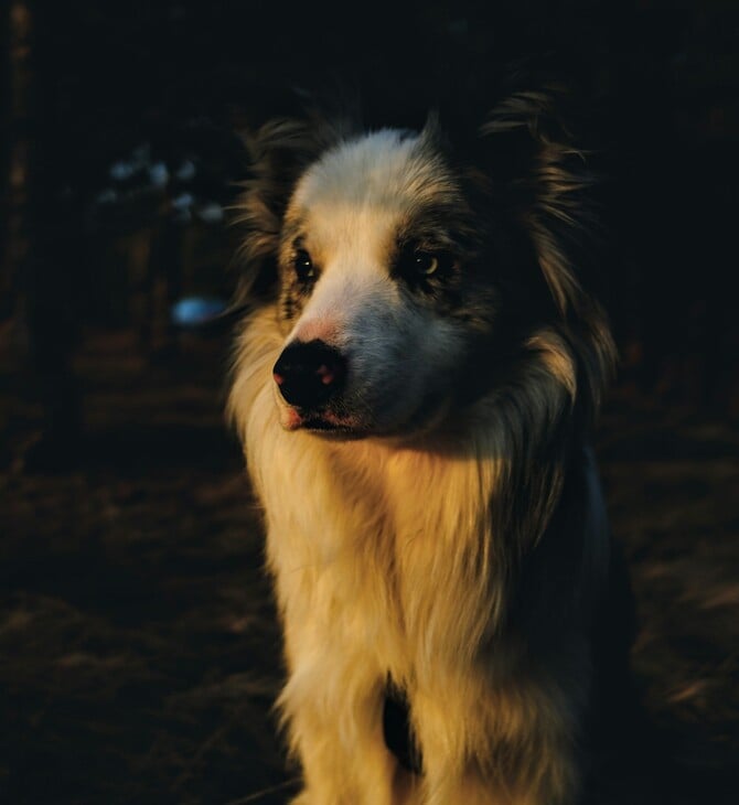 ΣΚΥΛΟΙ ΕΡΕΥΝΕΣ