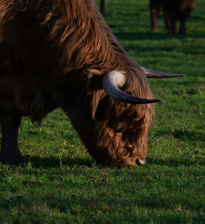 ΛΕΣΒΟΣ ΑΦΘΩΔΗΣ ΠΥΡΕΤΟΣ ΜΕΤΡΑ ΣΤΗΡΙΞΗΣ ΜΑΡΓΑΡΙΤΗΣ ΣΧΟΙΝΑΣ