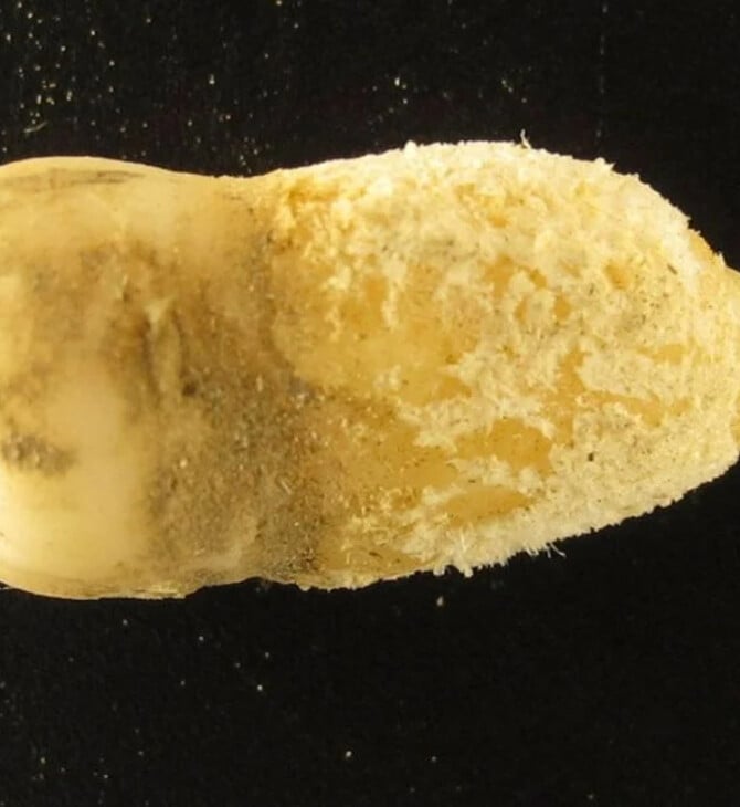 ΜΟΥΜΙΑ ΔΟΝΤΙ ΟΣΤΡΑΚΙΑ