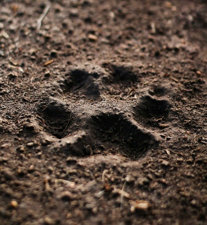 ΣΚΥΛΟΣ ΝΕΚΡΟΣ ΧΑΛΚΙΔΙΚΗ ΔΗΛΗΤΗΡΙΟ 