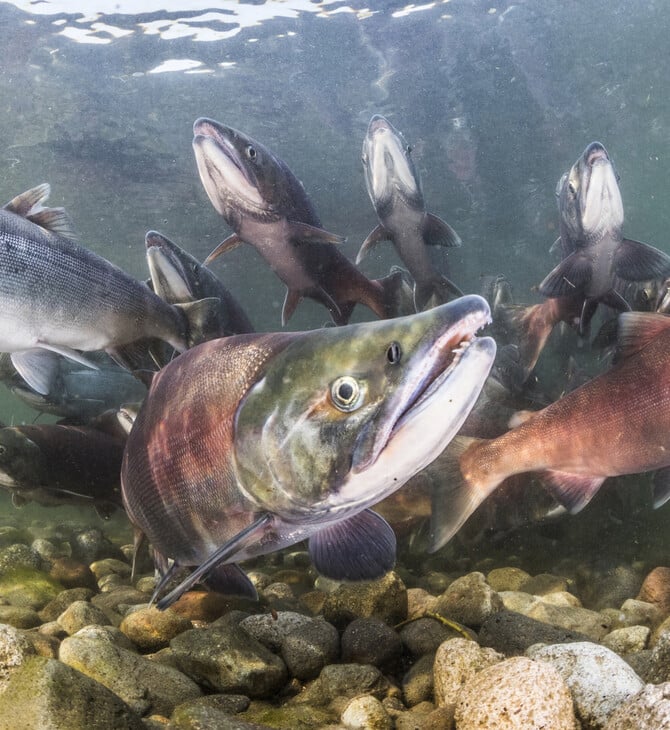 ΚΟΚΑΙΝΗ ΨΑΡΙΑ ΣΟΛΟΜΟΣ